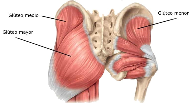 músculos del glúteo: mayor, medio y menor